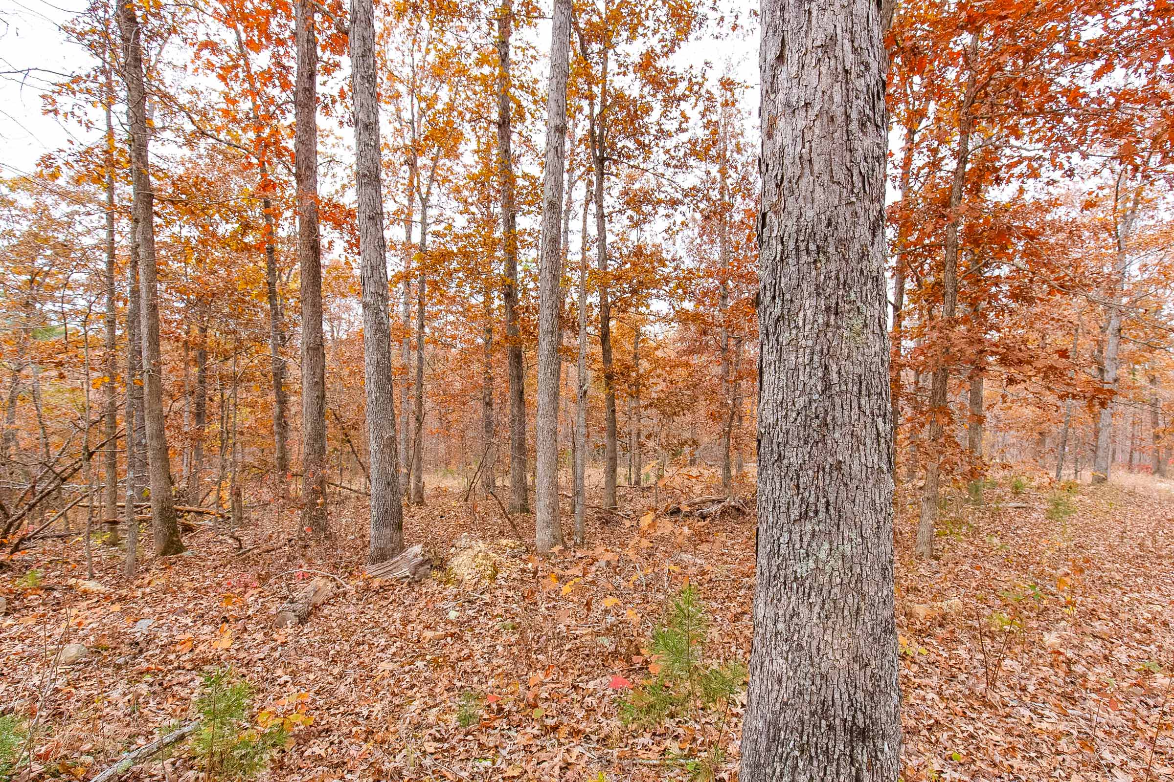 Tract 1 at Hawkcrest in Reynolds County, Missouri