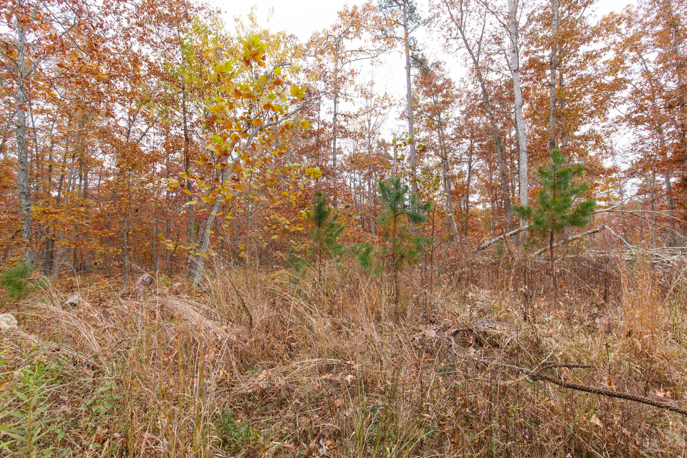 Tract 18 at Hawkcrest in Reynolds County, Missouri