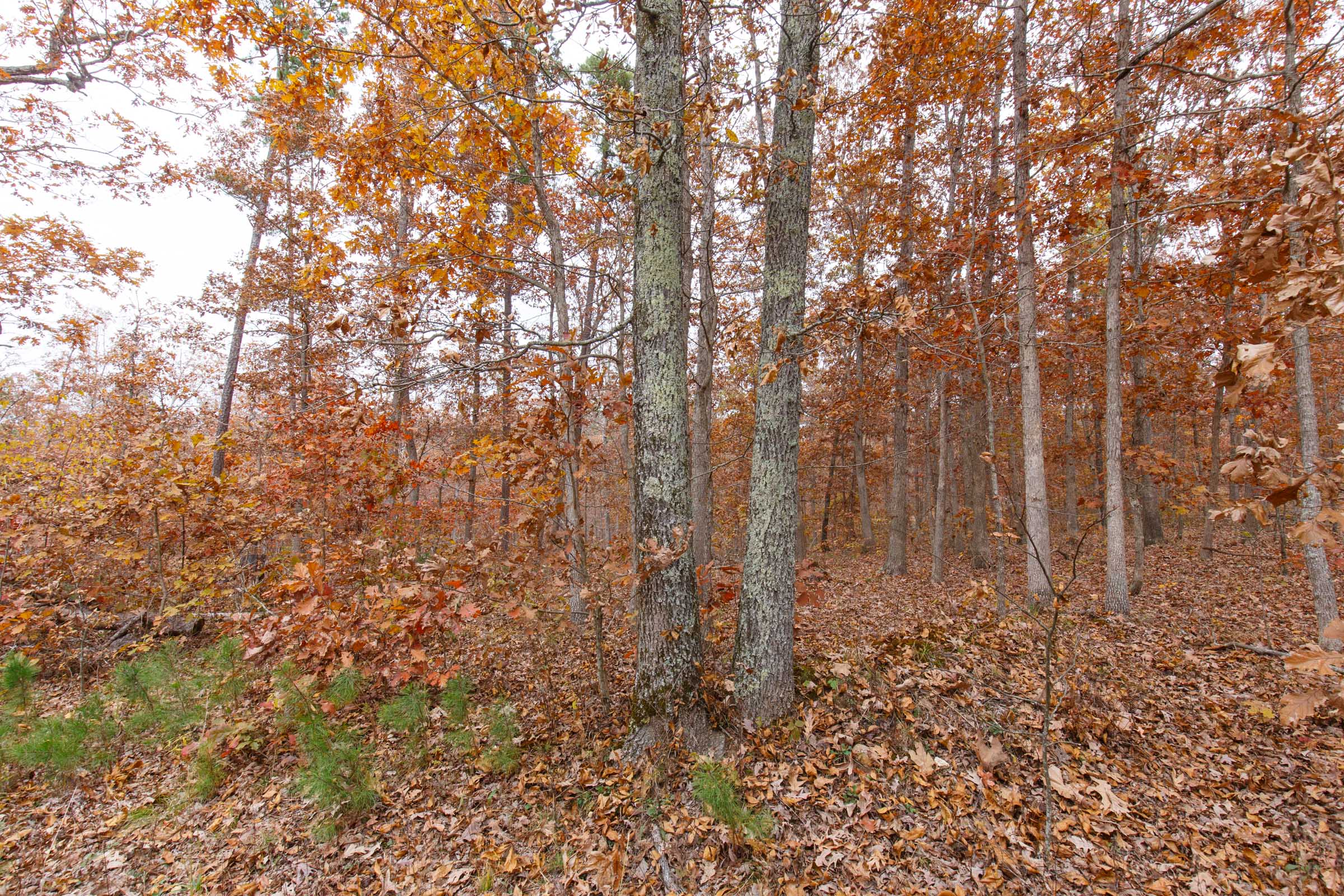 Tract 20 at Hawkcrest in Reynolds County, Missouri