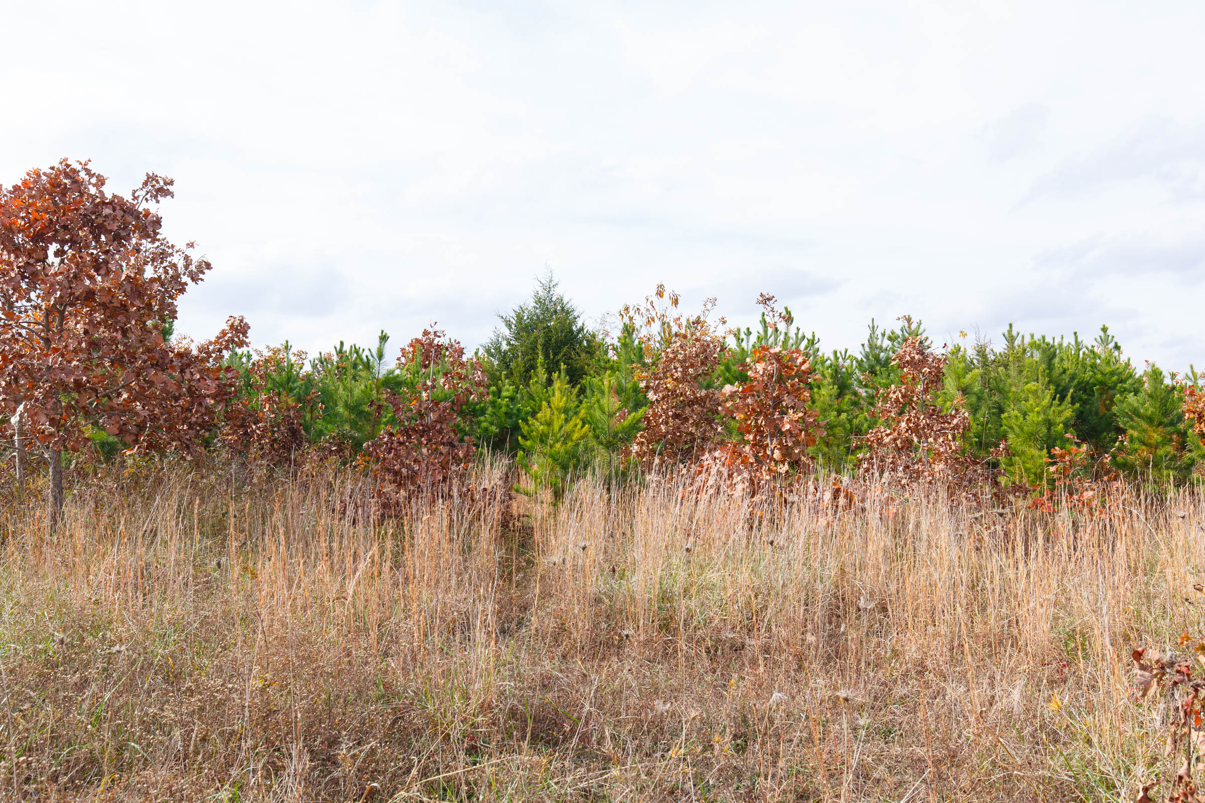 Tract 22 at Hawkcrest in Reynolds County, Missouri