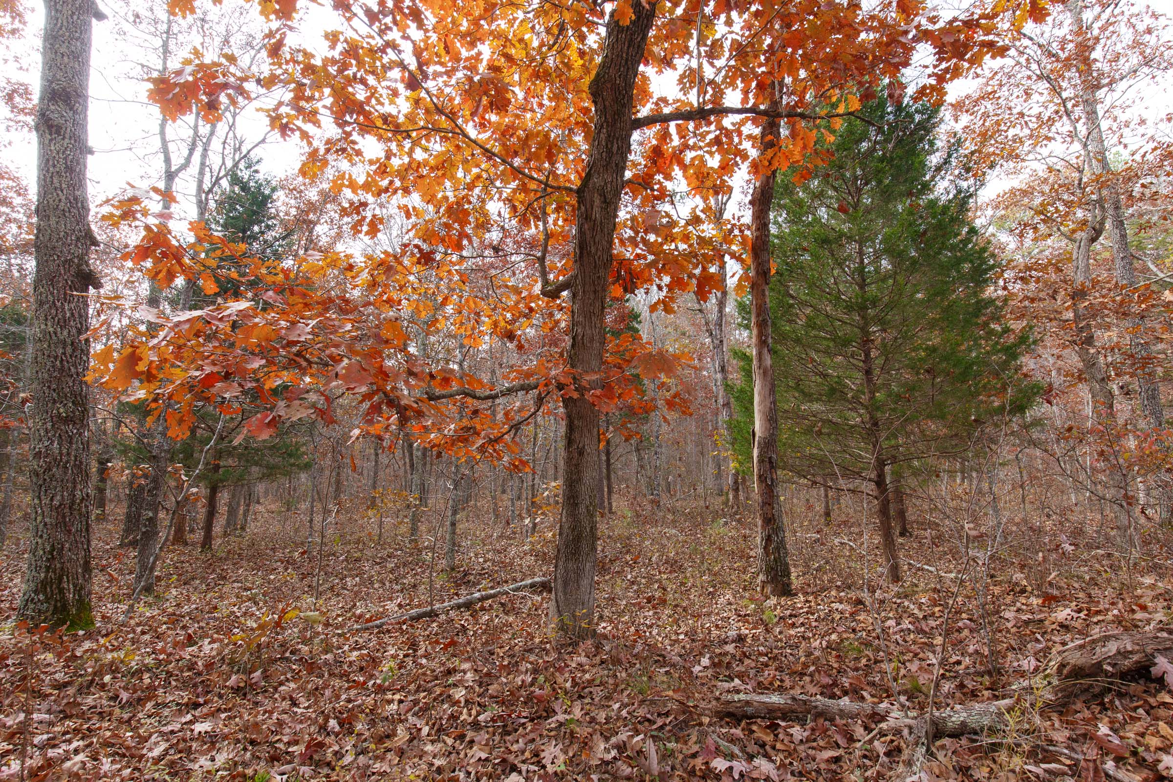 Tract 45 at Hawkcrest in Reynolds County, Missouri
